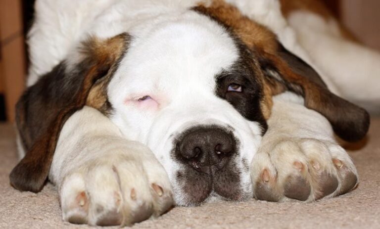 Czy to czas pożegnać przestarzałą opłatę od posiadania psa?